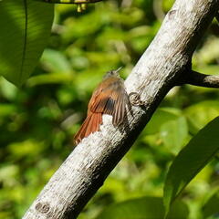 Sittasomus griseicapillus image