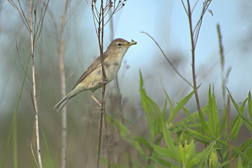 Booted Warbler (Iduna caligata), photo 2
