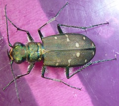 Cicindela oregona oregona