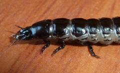 Carabus