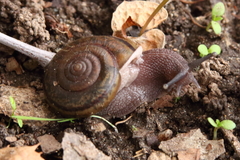 Helminthoglypta umbilicata