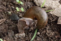Helminthoglypta umbilicata