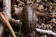 Helminthoglypta umbilicata