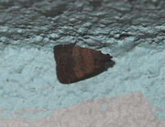 Hydrillodes lentalis