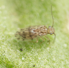Ectopsocus strauchi