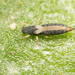 Common Thrips - Photo no rights reserved, uploaded by Jesse Rorabaugh