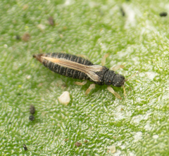 Heliothrips haemorrhoidalis
