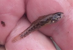 Etheostoma microperca