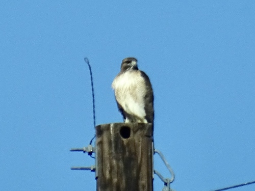 Red-tailed Hawk photographed in New Mexico