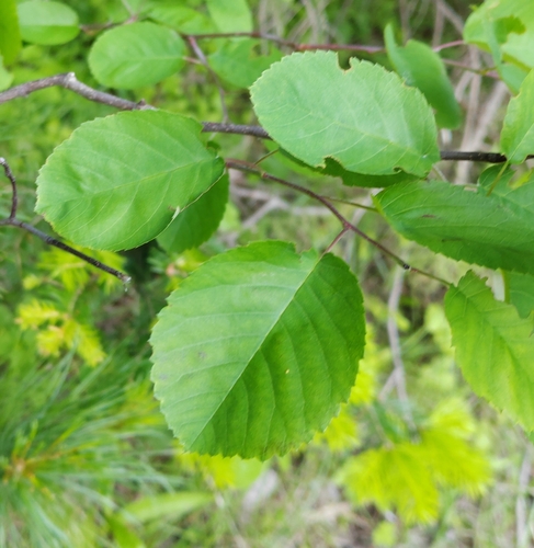 Varpinė medlieva nuotrauka