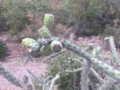 Cylindropuntia thurberi versicolor