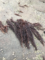 Cumagloia andersonii