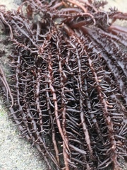 Cumagloia andersonii