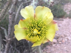 Cylindropuntia thurberi versicolor