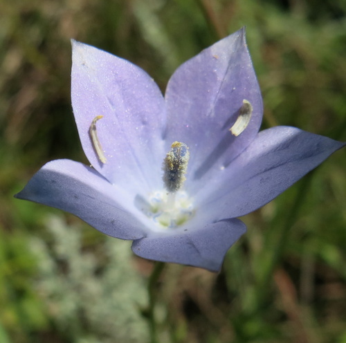 Image of Wahlenbergia krebsii by no rights reserved