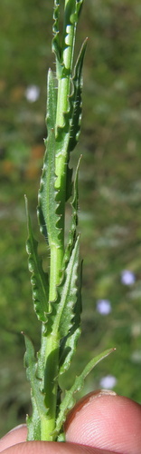 Image of Wahlenbergia krebsii by no rights reserved