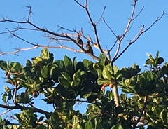 Melanerpes striatus