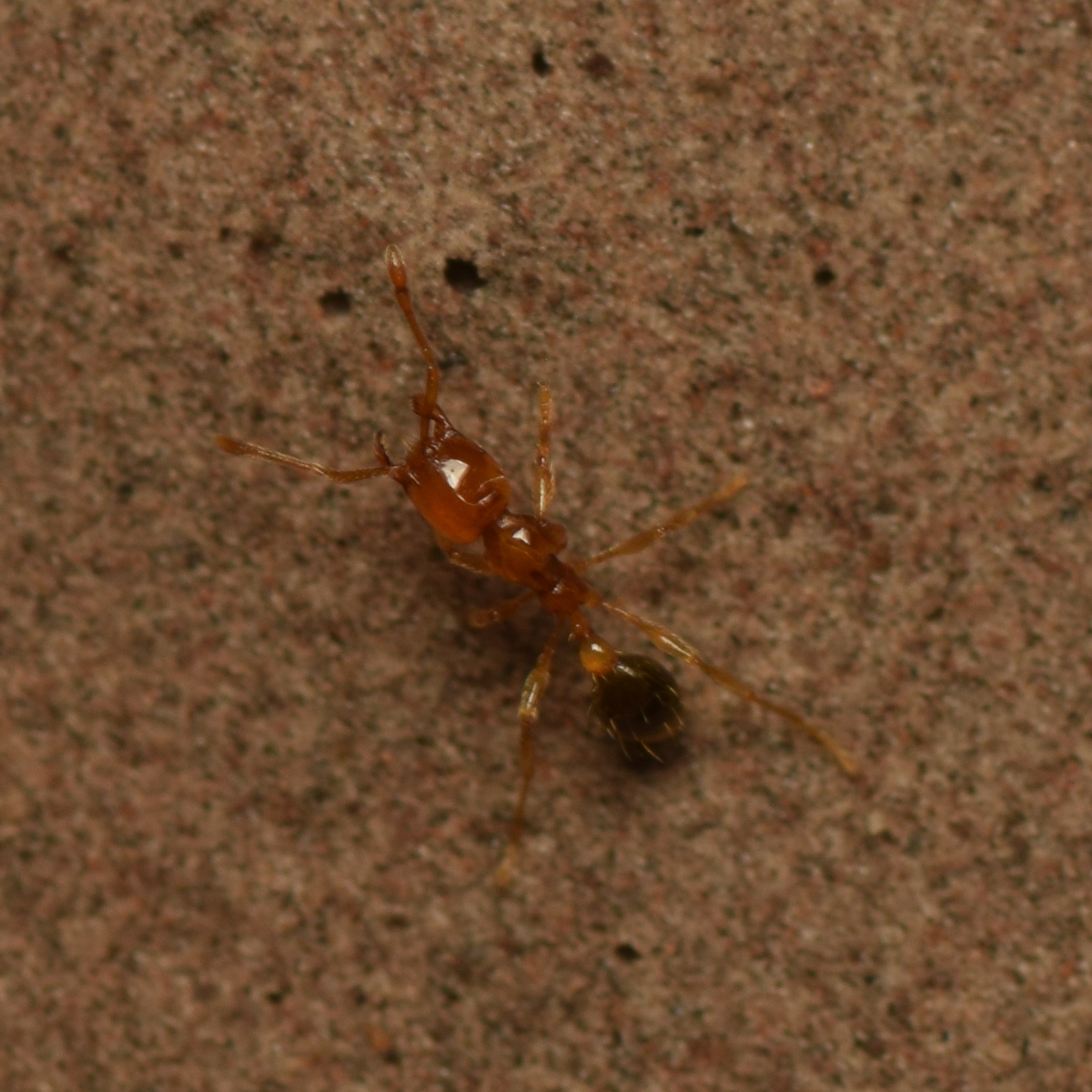 Carebara melasolena