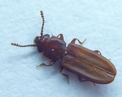 Pediacus stephani