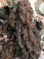 Callithamnion pikeanum