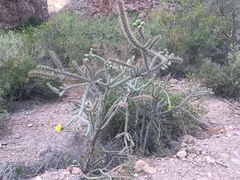 Cylindropuntia thurberi versicolor