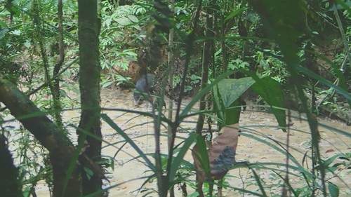 Tayassu pecari