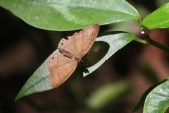 Cissia pompilia