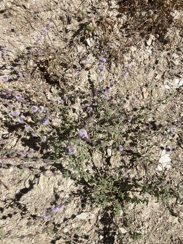Avistamiento Mentha pulegium