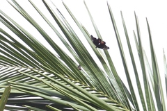 Heraclides anchisiades