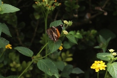 Hypanartia godmanii
