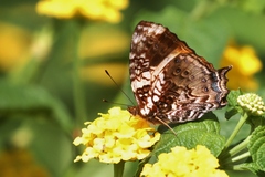 Hypanartia godmanii