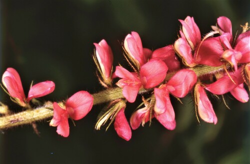 hairy indigo