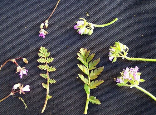 Erodium moschatum