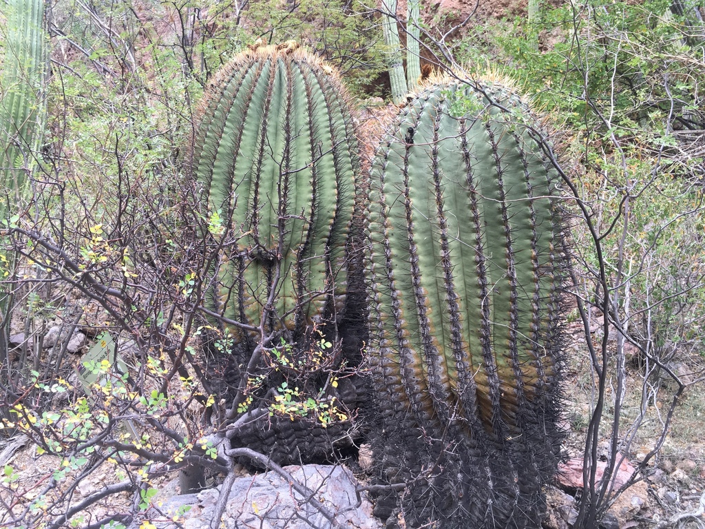 Emory's barrel cactus
