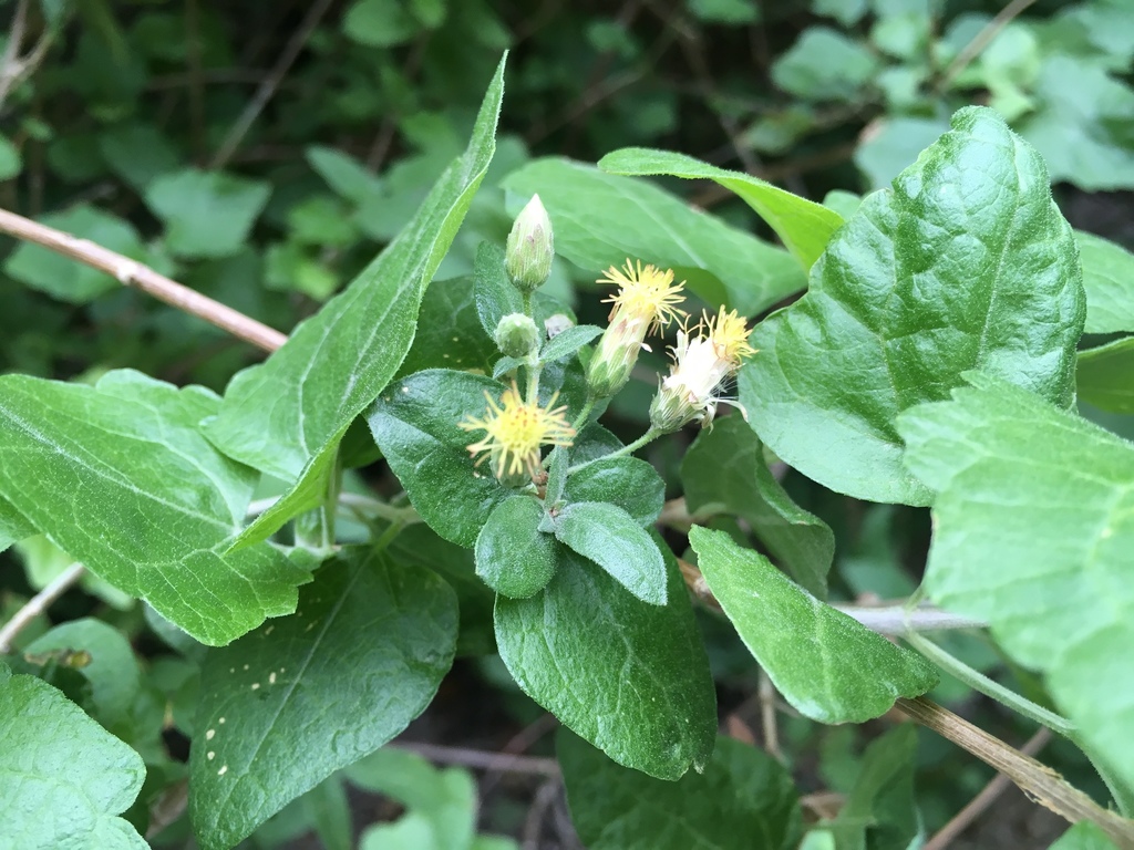 Brickellia rhomboidea