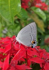 Tajuria cippus maxentius