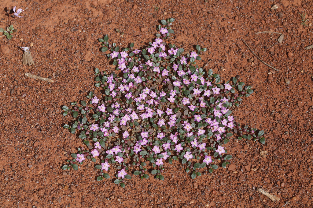 Trianthema glossostigma