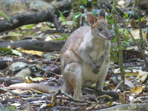 Red-legged Pademelon