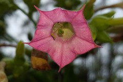 Nicotiana tabacum