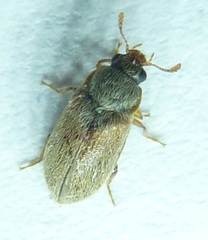 Byturus unicolor