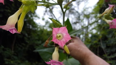 Nicotiana tabacum