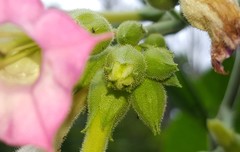 Nicotiana tabacum