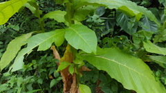 Nicotiana tabacum
