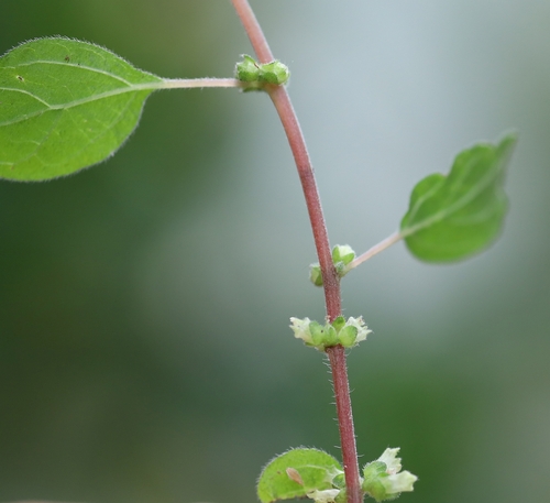 Parietaria judaica L.