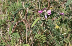 Tephrosia glomeruliflora