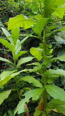 Nicotiana tabacum
