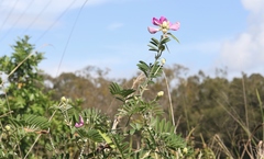 Tephrosia glomeruliflora