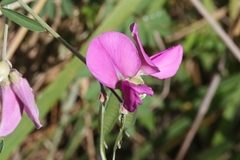 Tephrosia glomeruliflora
