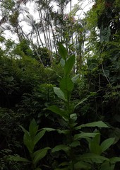 Nicotiana tabacum