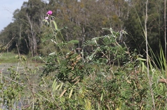 Tephrosia glomeruliflora